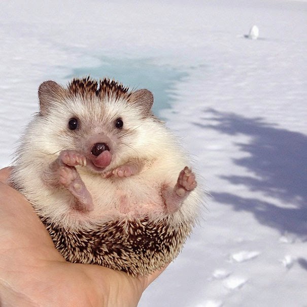 A hedgehog in winter