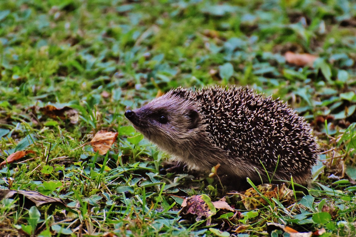 Hedgehogs say trans rights!