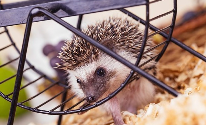 Hedgehog in an exercise wheel