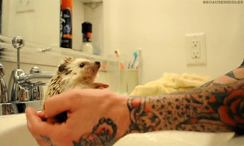 A hedgehog in a Bathroom